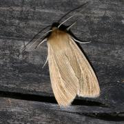 Mythimna pallens (Linnaeus, 1758) - Leucanie blafarde