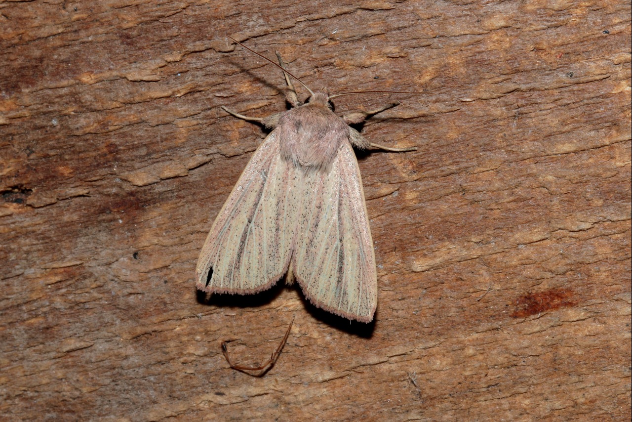 Mythimna pudorina (Denis & Schiffermüller, 1775) - Leucanie pudorine