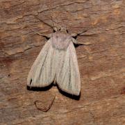 Mythimna pudorina (Denis & Schiffermüller, 1775) - Leucanie pudorine