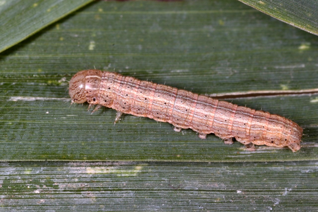 Mythimna sp (chenille)