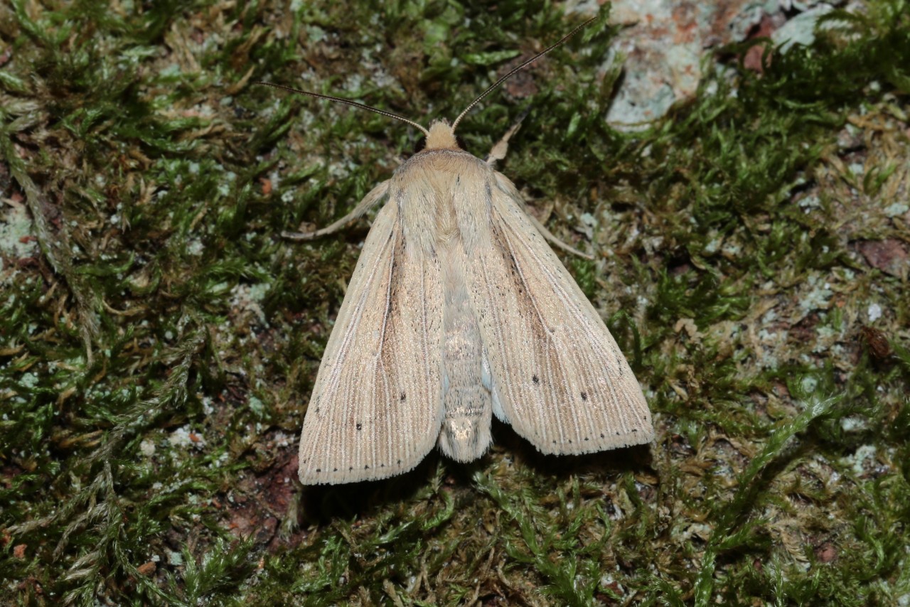 Mythimna straminea (Treitschke, 1825) - Leucanie paillée