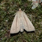 Mythimna straminea (Treitschke, 1825) - Leucanie paillée