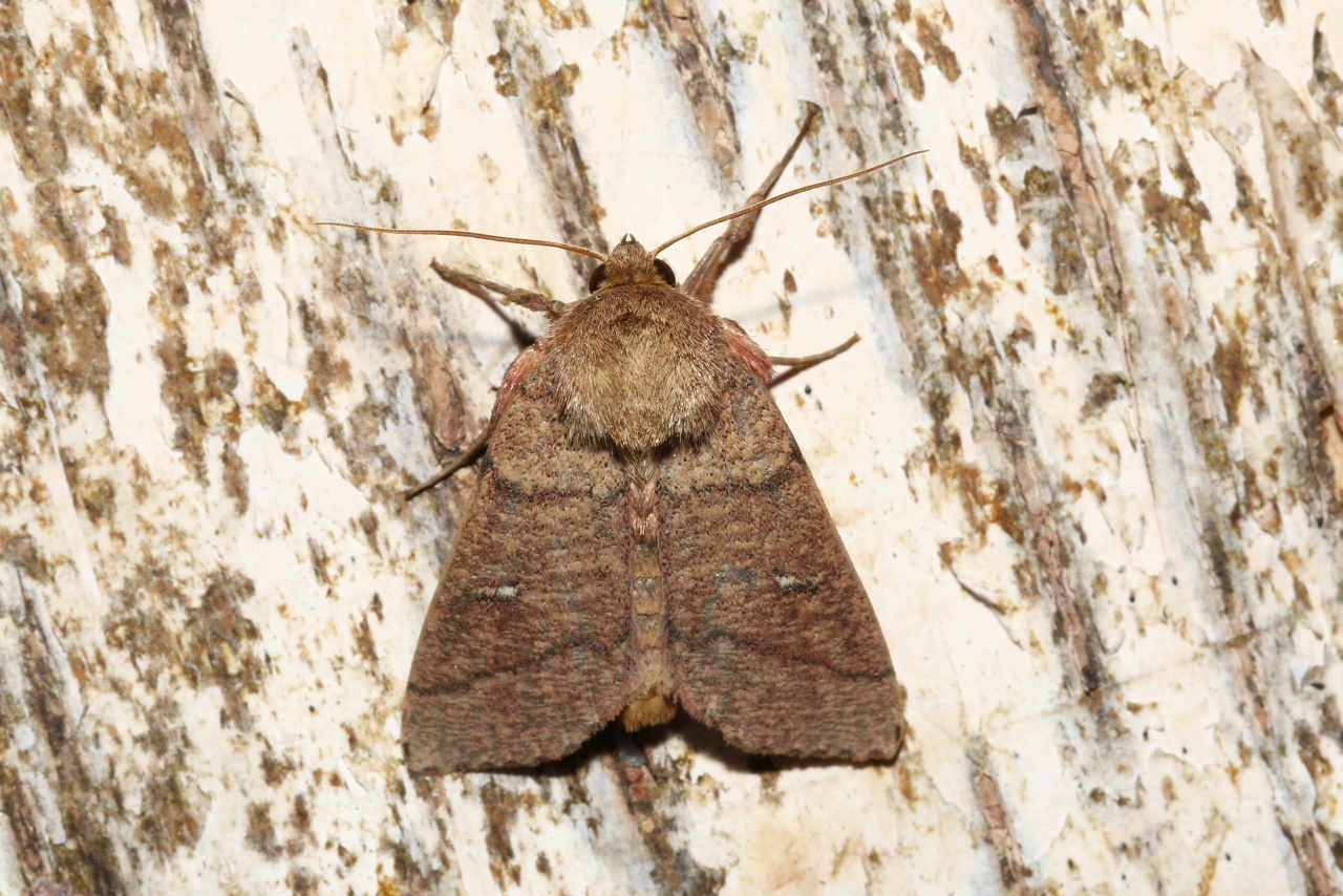 Mythimna turca (Linnaeus, 1760) - Noctuelle turque