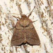 Mythimna turca (Linnaeus, 1760) - Noctuelle turque