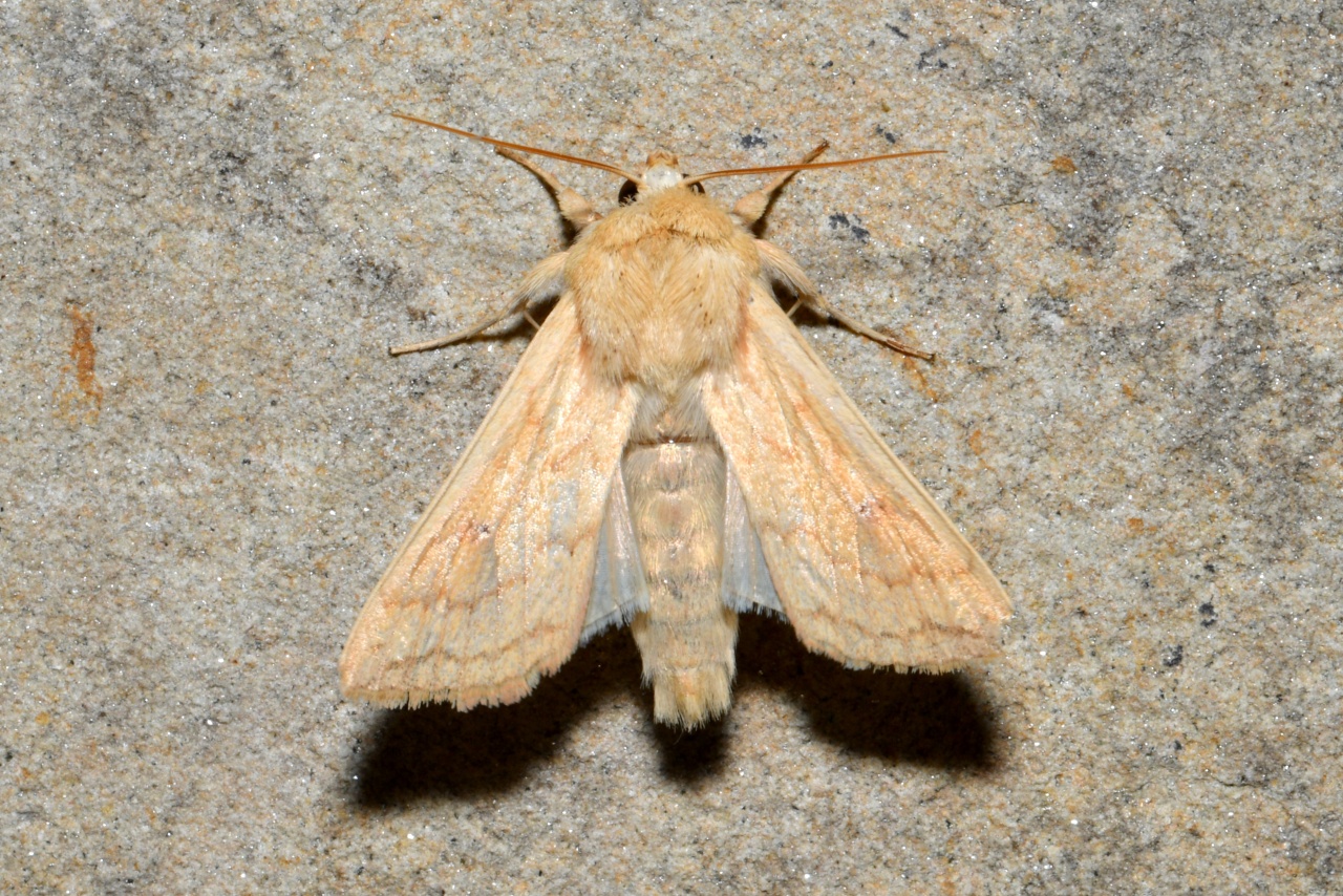 Mythimna vitellina (Hübner, 1808) - Leucanie vitelline