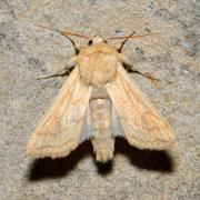 Mythimna vitellina (Hübner, 1808) - Leucanie vitelline