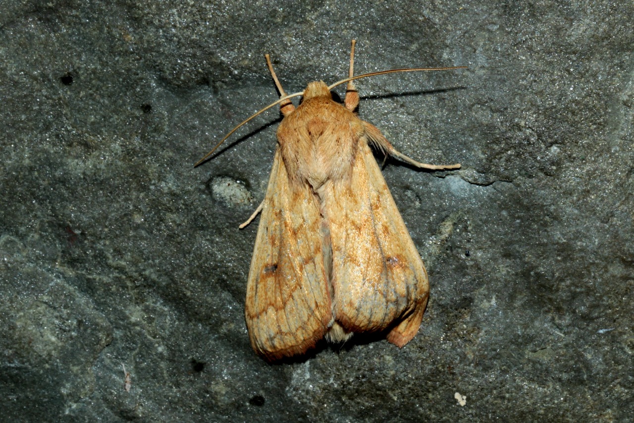 Mythimna vitellina (Hübner, 1808) - Leucanie vitelline