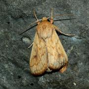 Mythimna vitellina (Hübner, 1808) - Leucanie vitelline