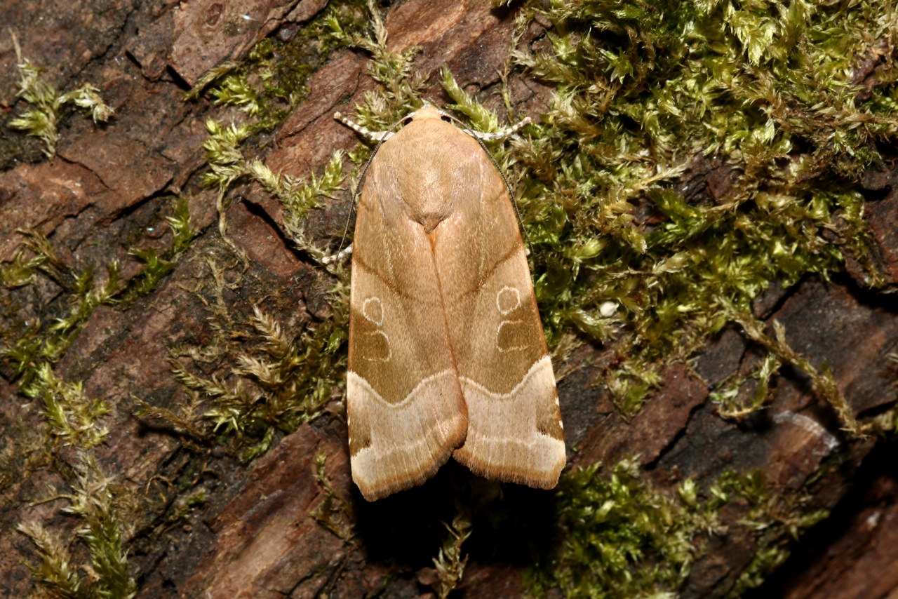 Noctua fimbriata (Schreber, 1759) - Frangée