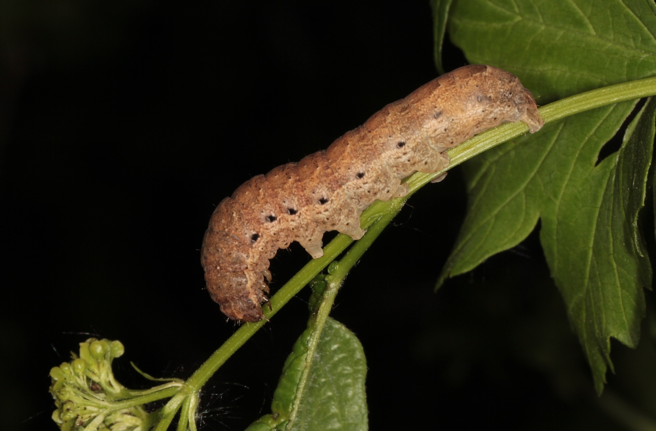 Noctua fimbriata (Schreber, 1759) - Frangée (chenille)