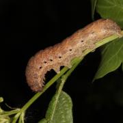 Noctua fimbriata (Schreber, 1759) - Frangée (chenille)