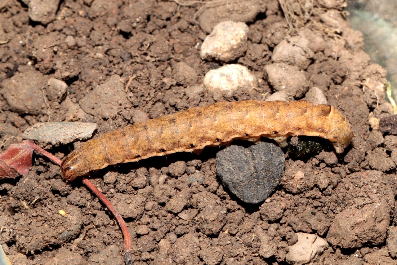 Noctua fimbriata (Schreber, 1759) - Frangée (chenille)