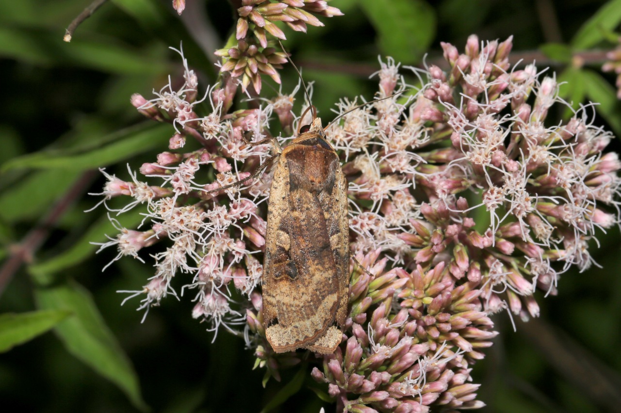 Noctua pronuba (Linnaeus, 1758) - Hibou, Triphène fiancée 