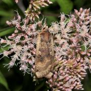 Noctua pronuba (Linnaeus, 1758) - Hibou, Triphène fiancée 