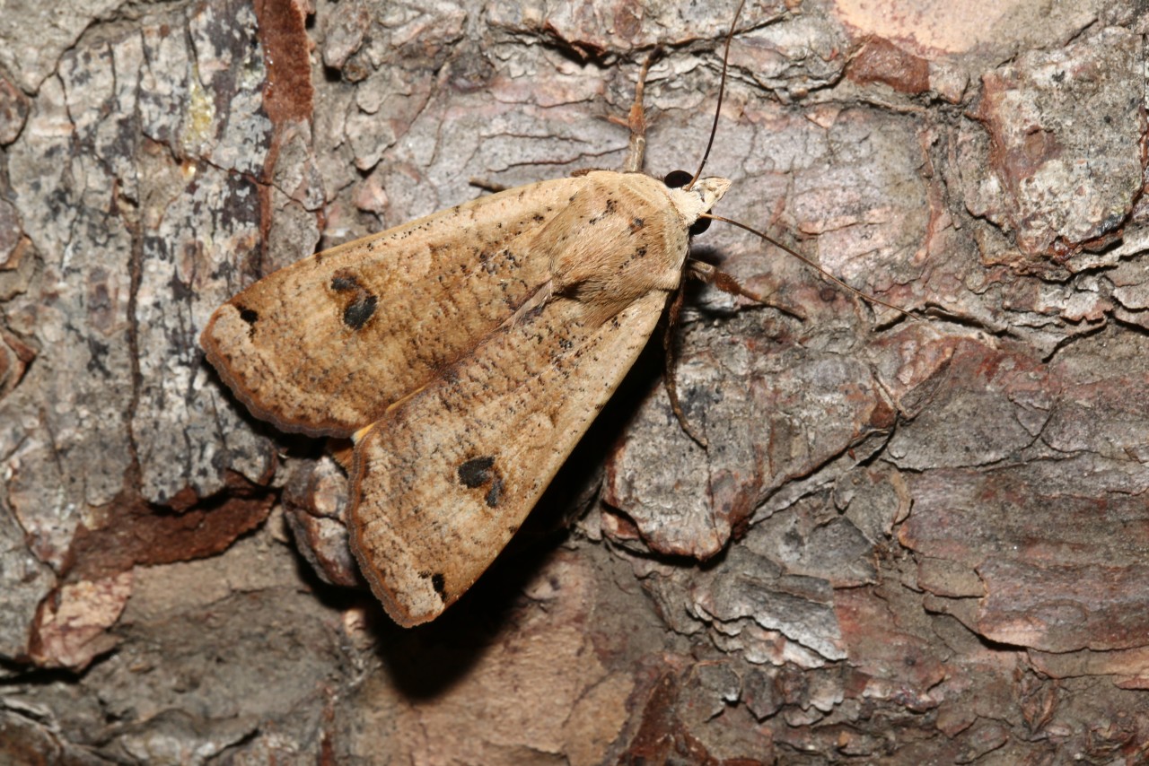 Noctua pronuba (Linnaeus, 1758) - Hibou, Triphène fiancée