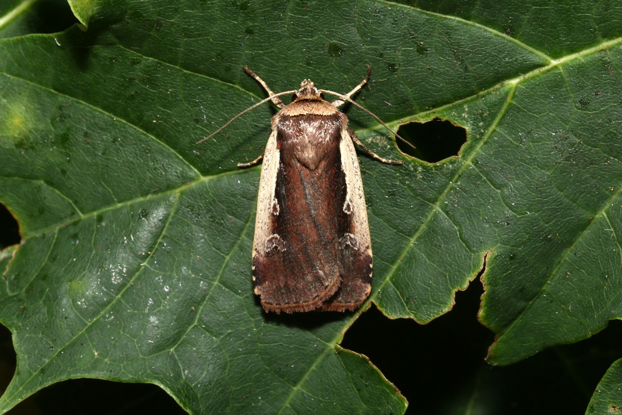 Ochropleura plecta (Linnaeus, 1760) - Cordon blanc