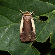 Ochropleura plecta (Linnaeus, 1760) - Cordon blanc