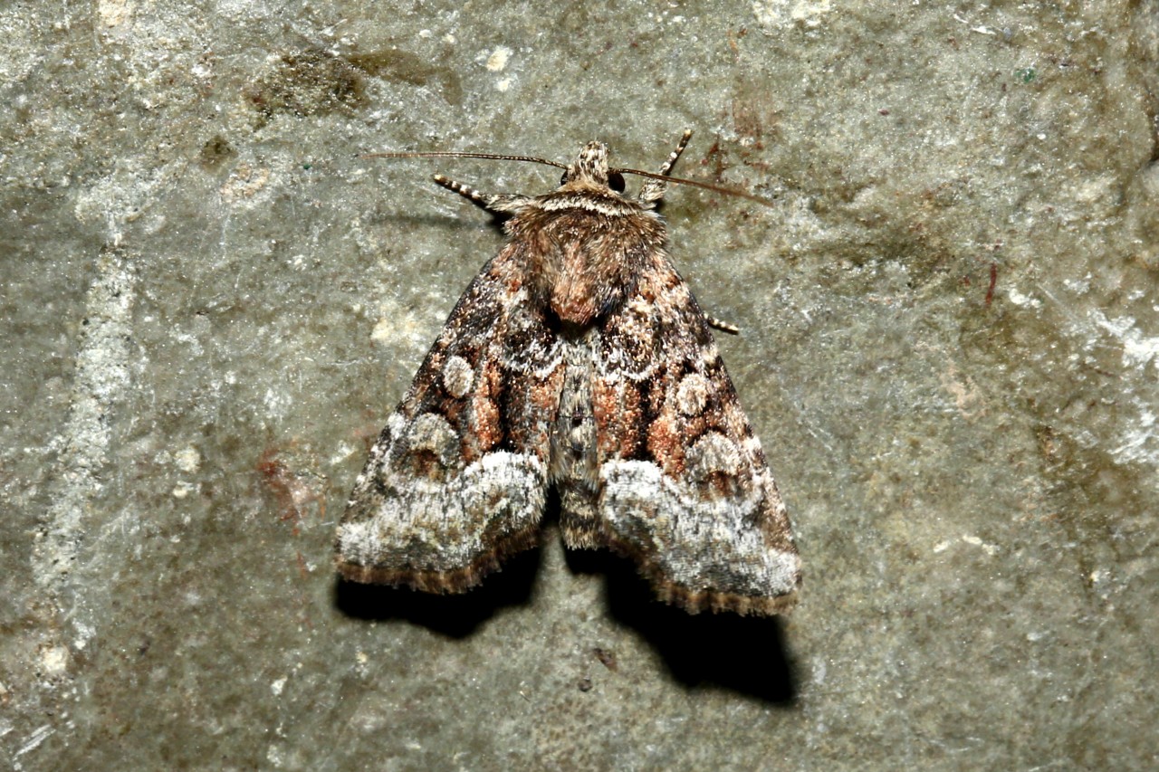 Oligia versicolor (Borkhausen, 1792) - Procude versicolore 