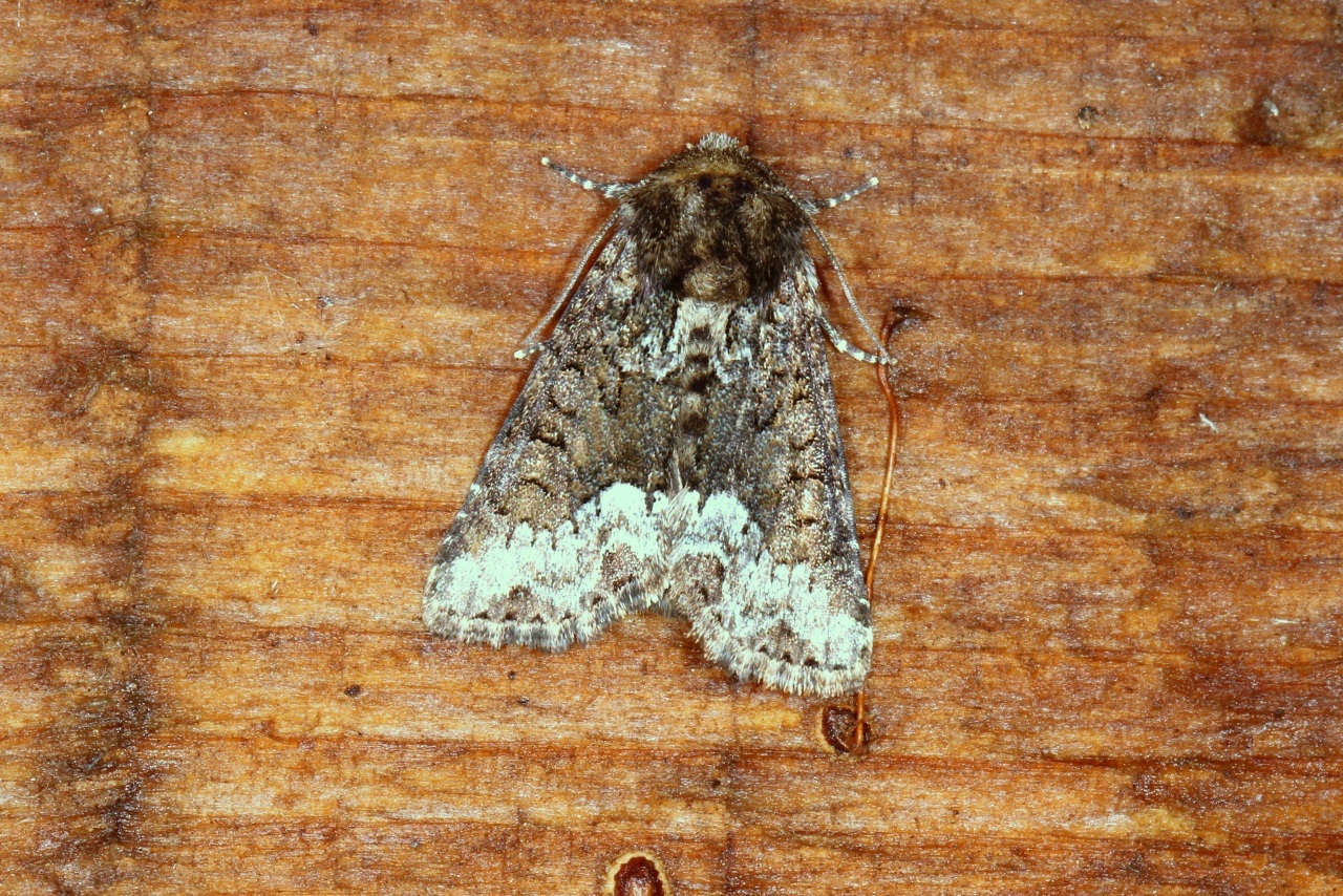 Oligia strigilis (Linnaeus, 1758) - Noctuelle du Dactyle