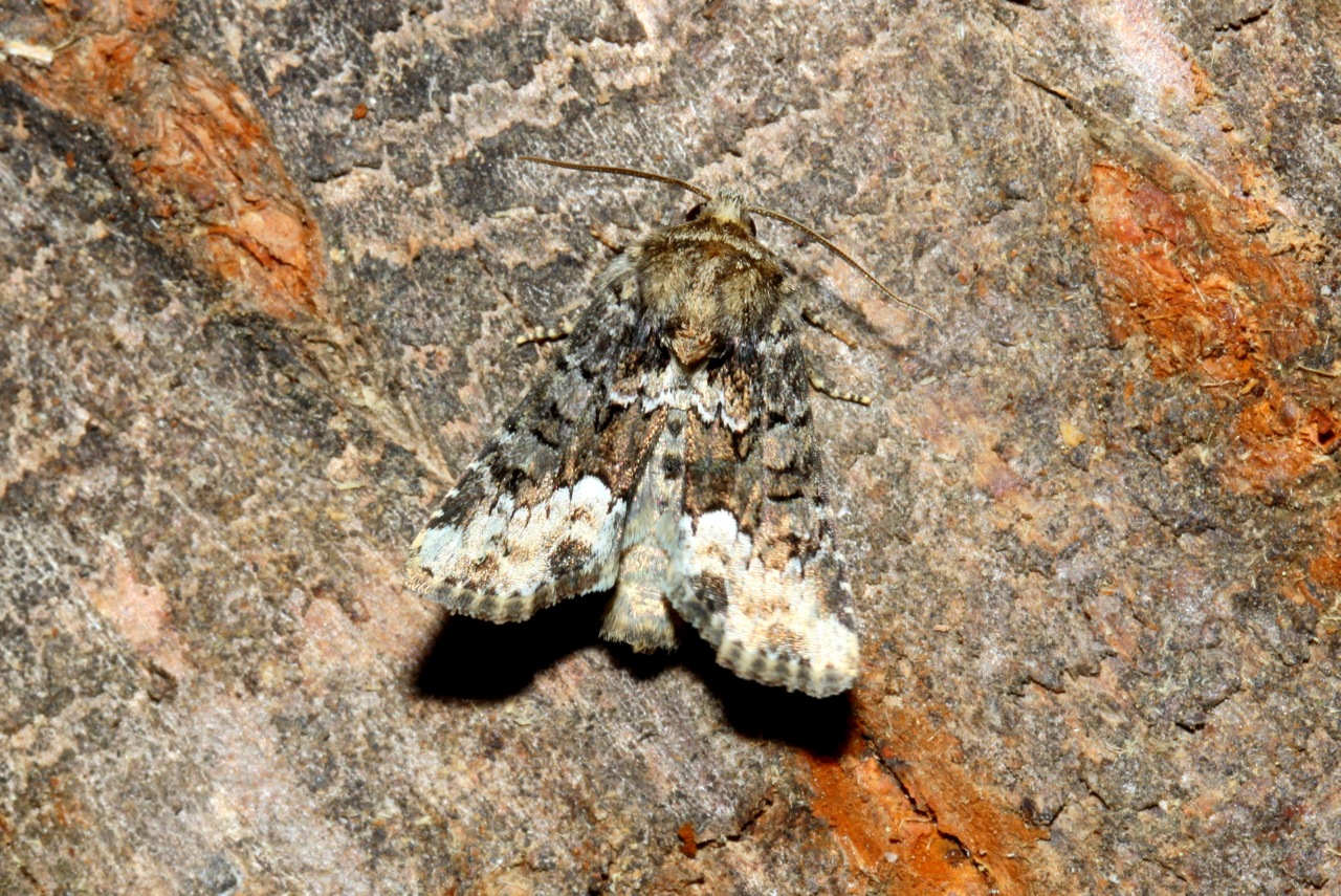 Oligia strigilis (Linnaeus, 1758) - Noctuelle du Dactyle
