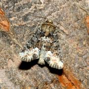 Oligia strigilis (Linnaeus, 1758) - Noctuelle du Dactyle