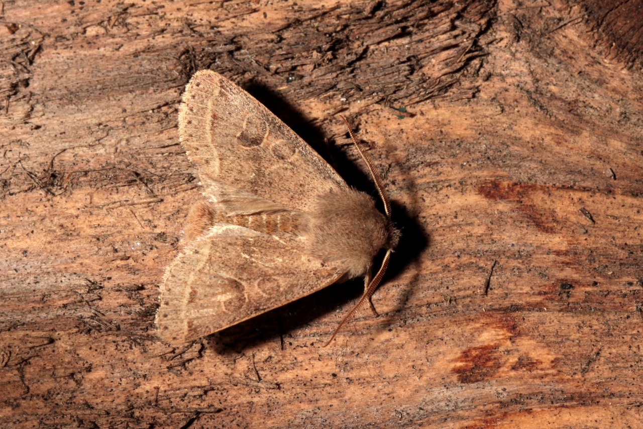 Orthosia cerasi (Fabricius, 1775) - Orthosie du Cerisier, Téniocampe constante