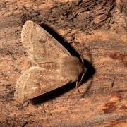 Orthosia cerasi (Fabricius, 1775) - Orthosie du Cerisier, Téniocampe constante