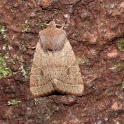 Orthosia cerasi (Fabricius, 1775) - Orthosie du Cerisier, Téniocampe constante