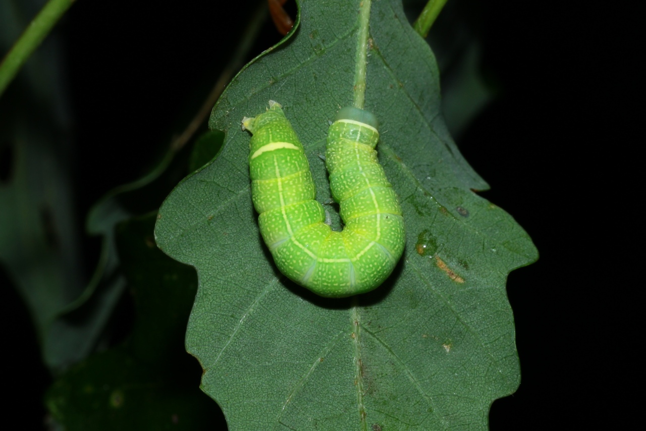 Orthosia cerasi (Fabricius, 1775) - Orthosie du Cerisier, Téniocampe constante (chenille)