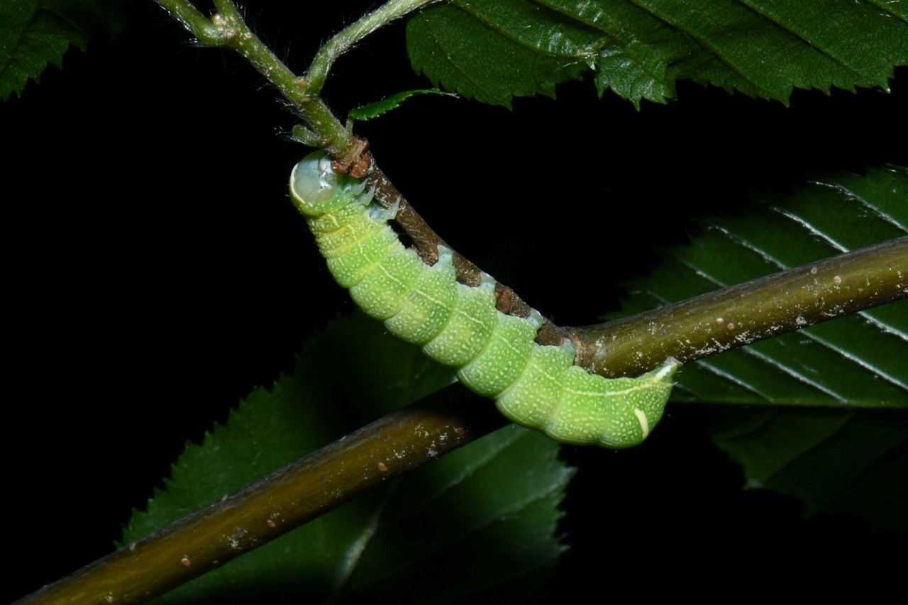 Orthosia cerasi (Fabricius, 1775) - Orthosie du Cerisier, Téniocampe constante (chenille)