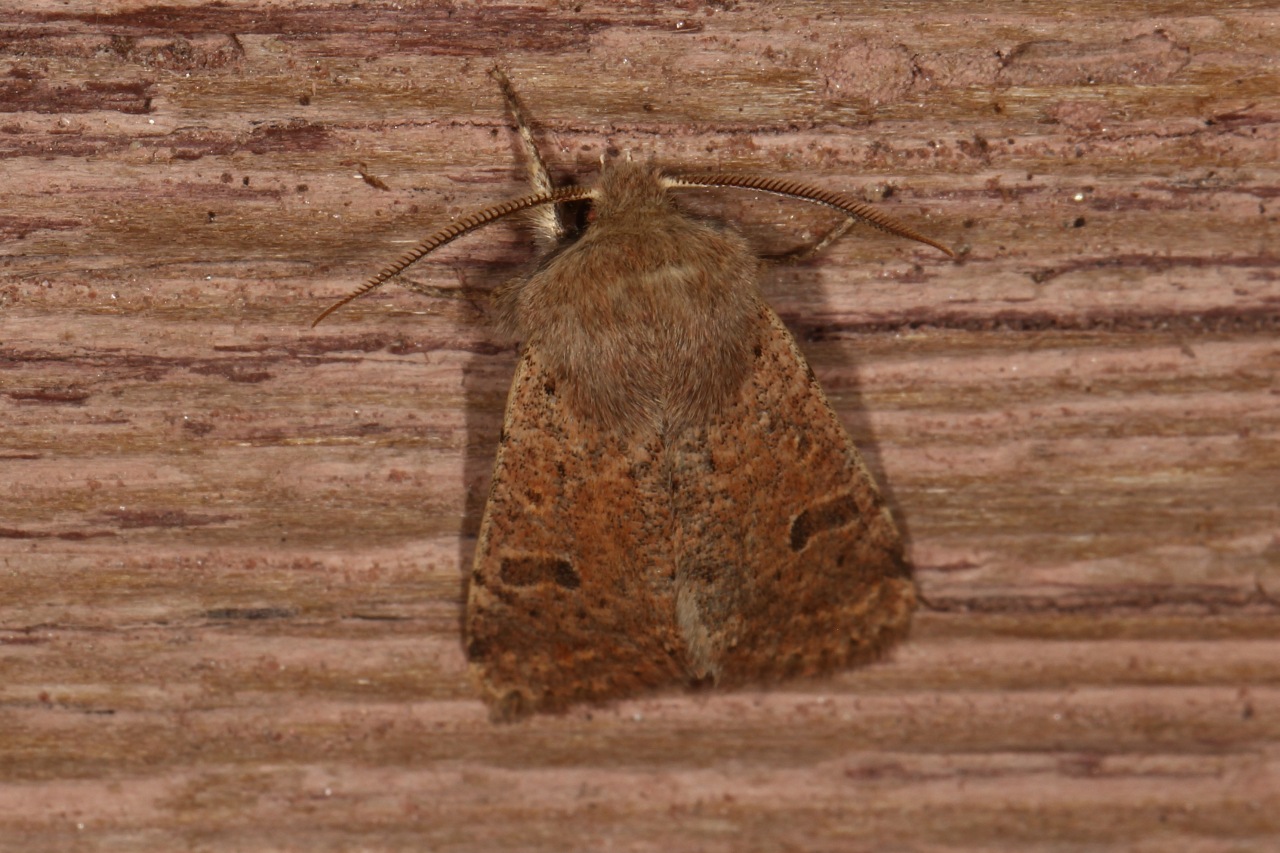 Orthosia cruda (Denis & Schiffermüller, 1775) - Orthosie farineuse