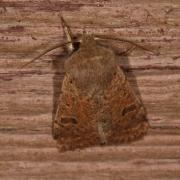 Orthosia cruda (Denis & Schiffermüller, 1775) - Orthosie farineuse