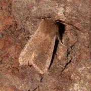 Orthosia cruda (Denis & Schiffermüller, 1775) - Orthosie farineuse