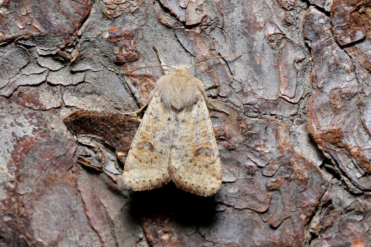 Orthosia cruda (Denis & Schiffermüller, 1775) - Orthosie farineuse