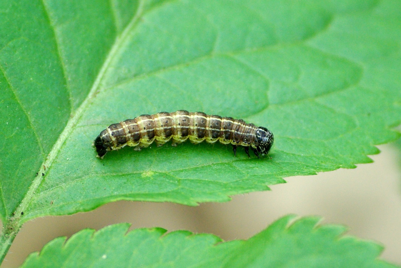 Orthosia cruda (Denis & Schiffermüller, 1775) - Orthosie farineuse (chenille)