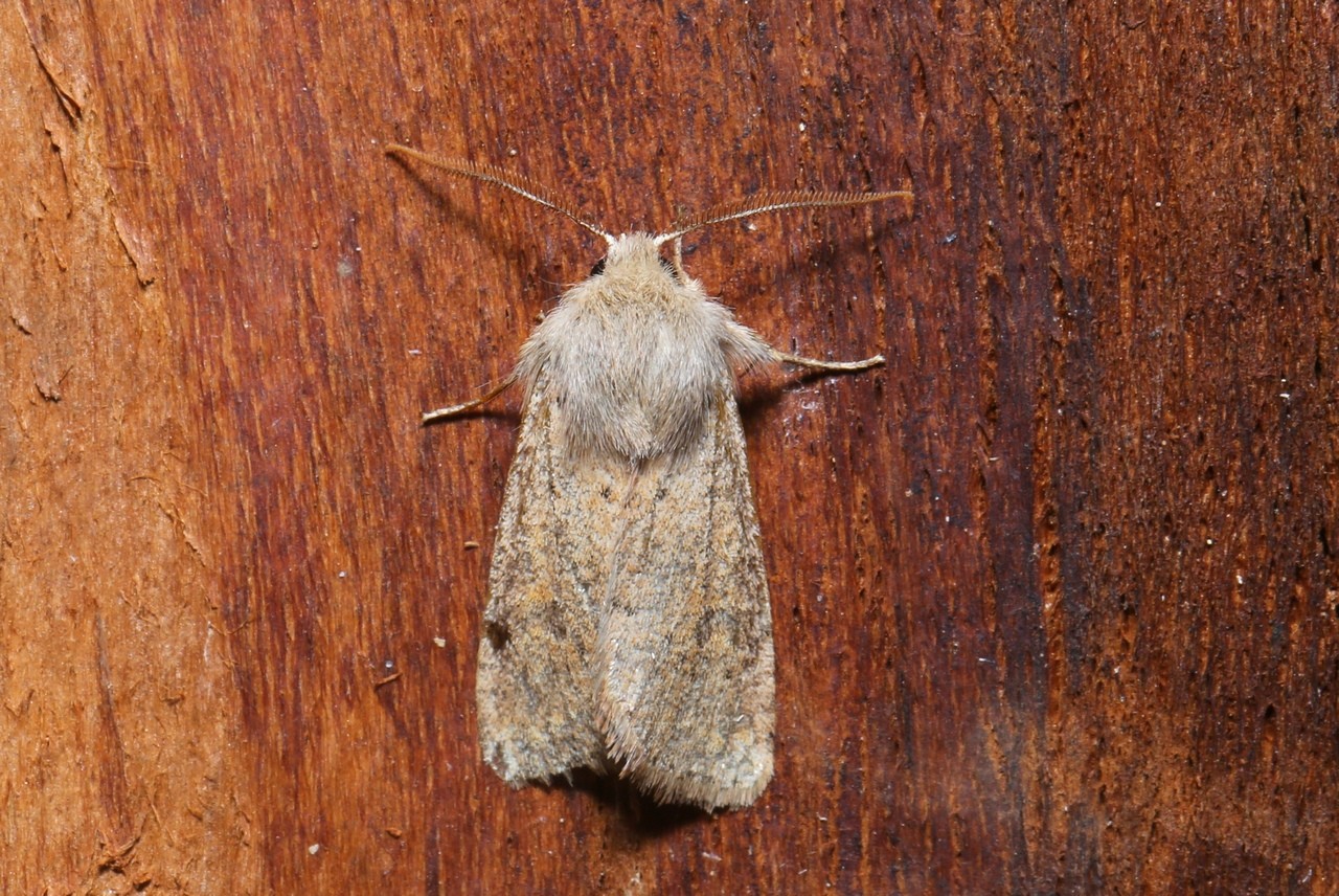 Orthosia cruda (Denis & Schiffermüller, 1775) - Orthosie farineuse (mâle)