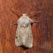 Orthosia cruda (Denis & Schiffermüller, 1775) - Orthosie farineuse (mâle)