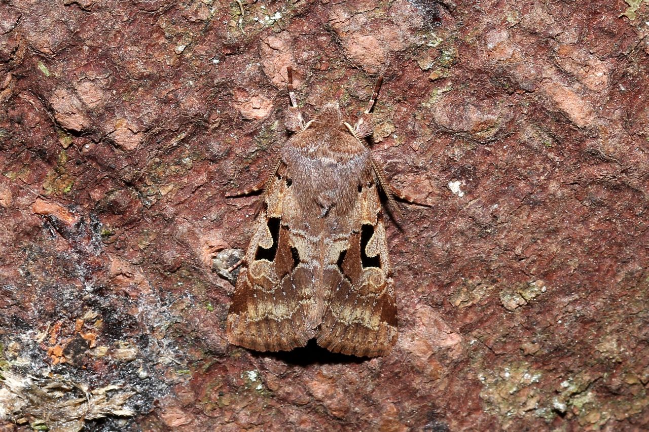 Orthosia gothica (Linnaeus, 1758) - Gothique