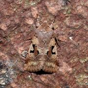 Orthosia gothica (Linnaeus, 1758) - Gothique