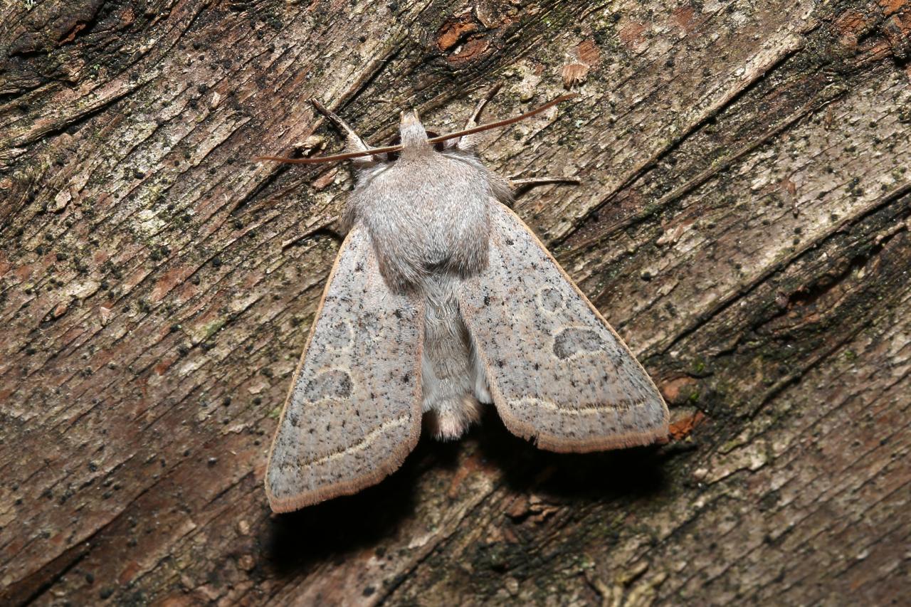 Orthosia gracilis (Denis & Schiffermüller, 1775) - Orthosie gracile