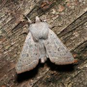 Orthosia gracilis (Denis & Schiffermüller, 1775) - Orthosie gracile