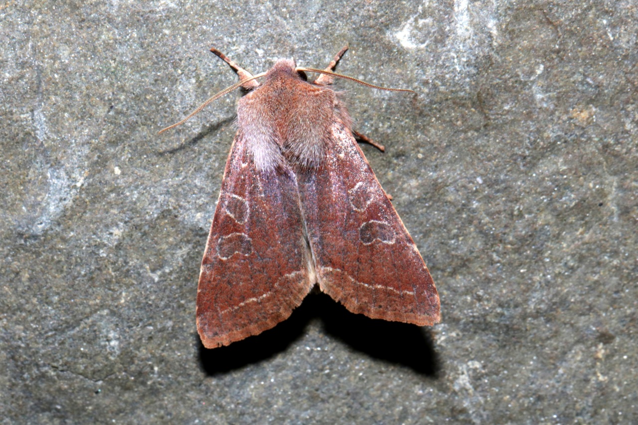 Orthosia incerta (Hufnagel, 1766) - Orthosie variable, Inconstante