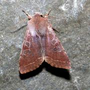 Orthosia incerta (Hufnagel, 1766) - Orthosie variable, Inconstante