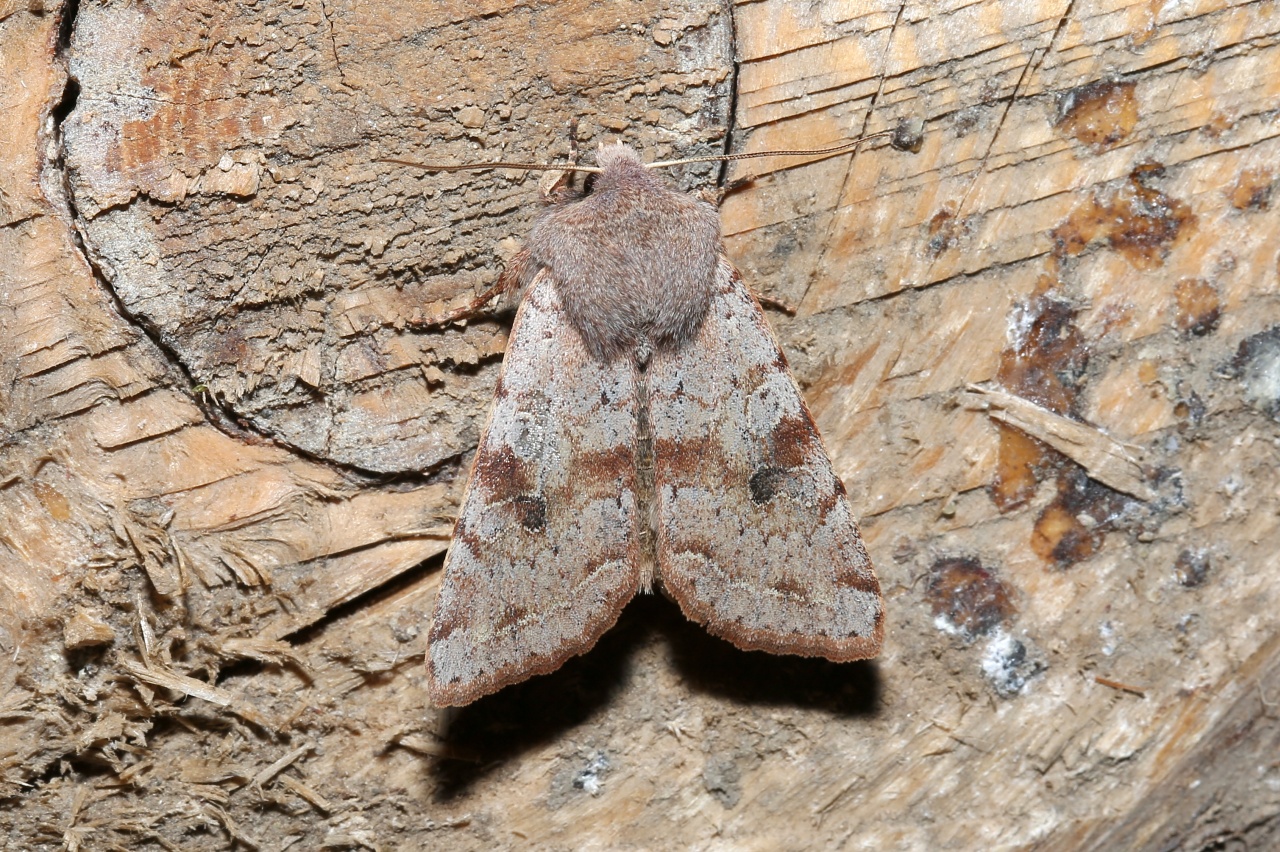 Orthosia incerta (Hufnagel, 1766) - Orthosie variable, Inconstante