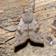 Orthosia incerta (Hufnagel, 1766) - Orthosie variable, Inconstante