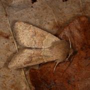 Orthosia miniosa (Denis & Schiffermüller, 1775) - Orthosie rougeoyante