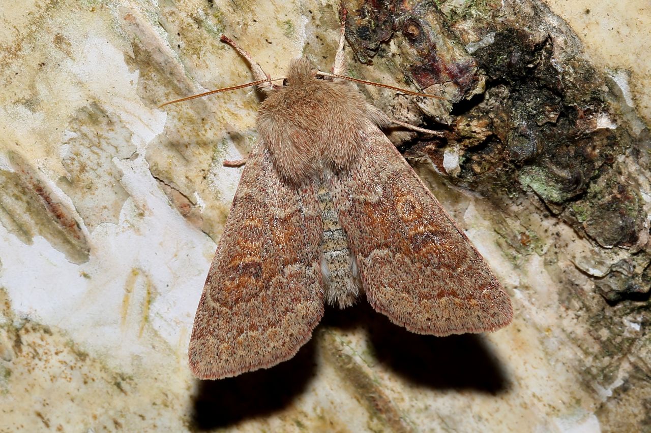 Orthosia miniosa (Denis & Schiffermüller, 1775) - Orthosie rougeoyante