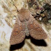 Orthosia miniosa (Denis & Schiffermüller, 1775) - Orthosie rougeoyante