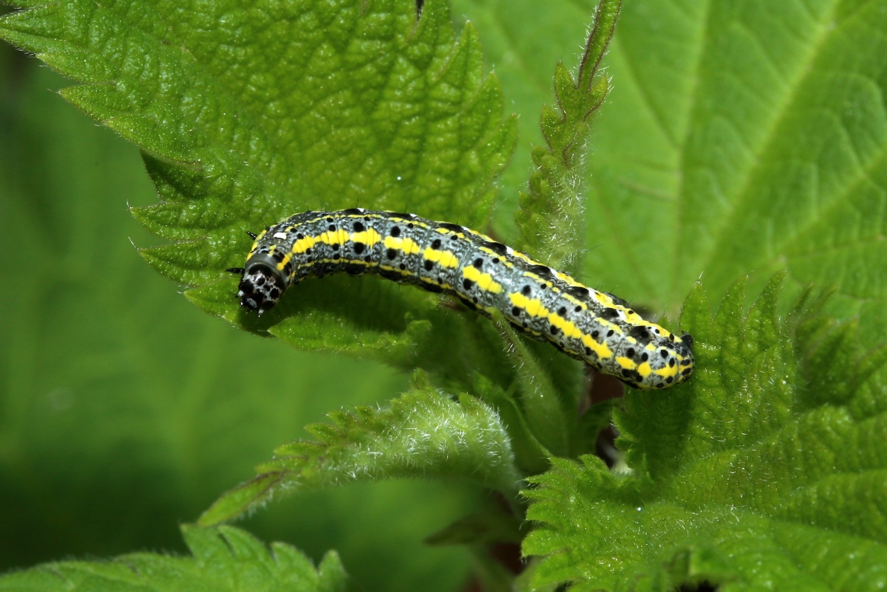 Orthosia miniosa (Denis & Schiffermüller, 1775) - Orthosie rougeoyante (chenille)