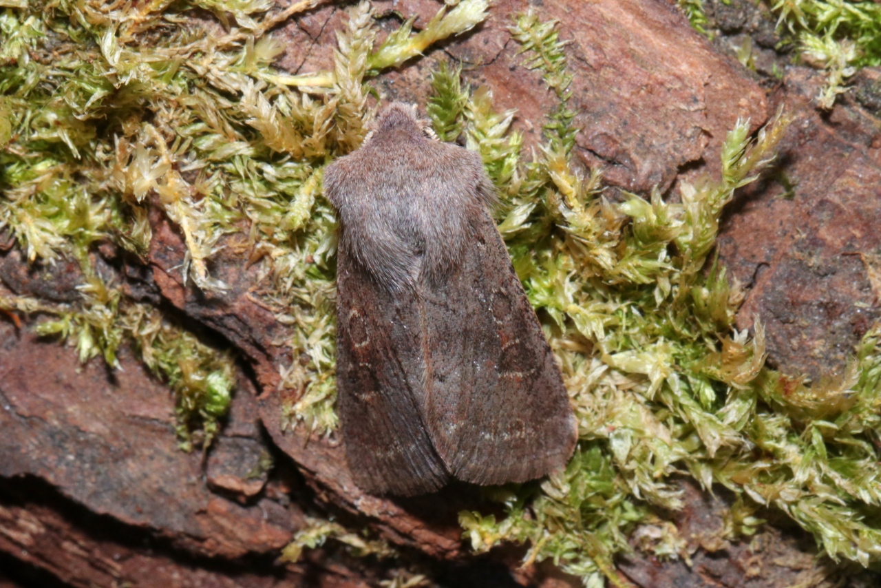 Orthosia populeti (Fabricius, 1781) - Orthosie du Peuplier, Téniocampe du Peuplier